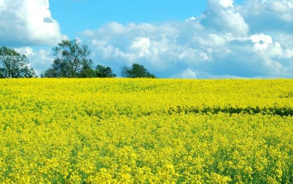 金灿灿填词语怎么写_金灿灿的近义词有哪些