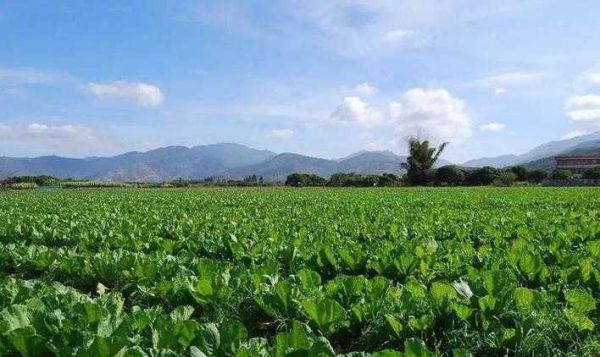 梦到菜地是什么意思_梦到菜地预示着什么