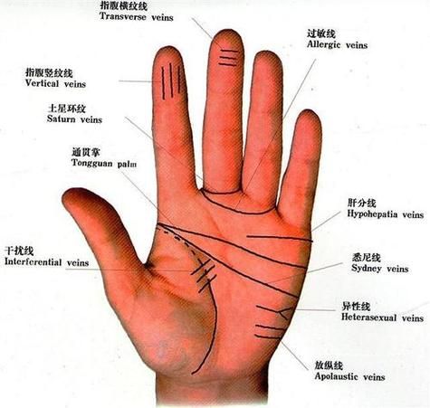 财运线怎么看_财运线图解大全