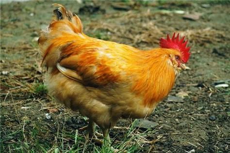 梦到鸡啄是什么意思_鸡啄梦境预示什么