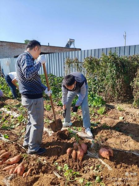 梦见挖红薯是什么意思_挖红薯预示什么