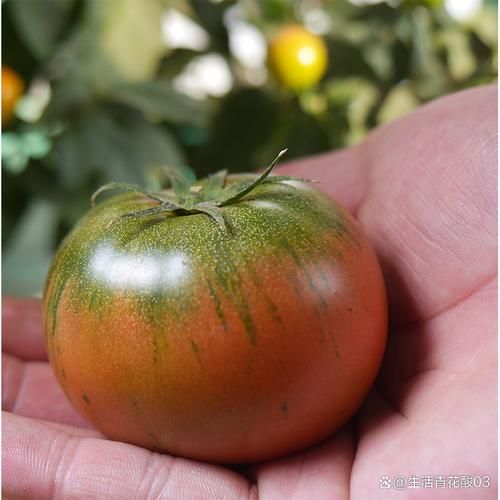 梦到西红柿炒鸡蛋是什么意思_西红柿炒鸡蛋梦境解析