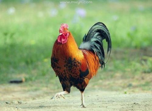 梦到大公鸡啄我_周公解梦准吗