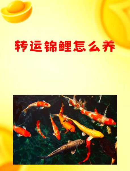 梦到红锦鲤是什么意思_红锦鲤梦境解析