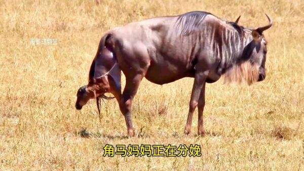 梦到马分娩是什么意思_孕妇梦见马生小马预示什么