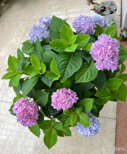 绣球花财运_绣球花放哪里招财