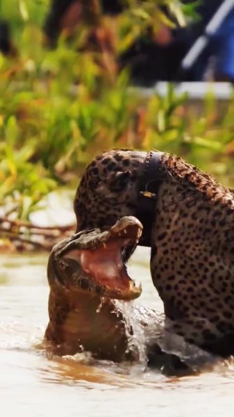 梦到狗和鳄鱼是什么意思_如何化解