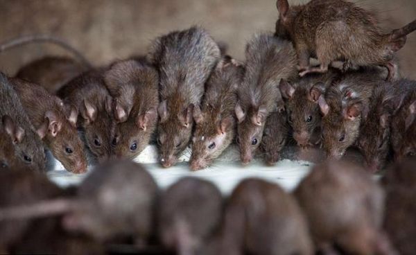 梦到家里有老鼠_周公解梦准吗