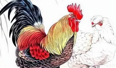 老鼠和鸡属财运合不合_属鼠属鸡做生意能发财吗