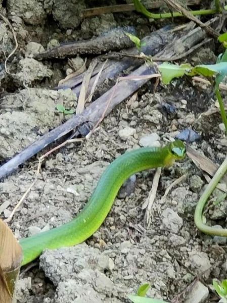 孕妇梦到小青蛇是什么意思_孕妇梦见小青蛇生男生女
