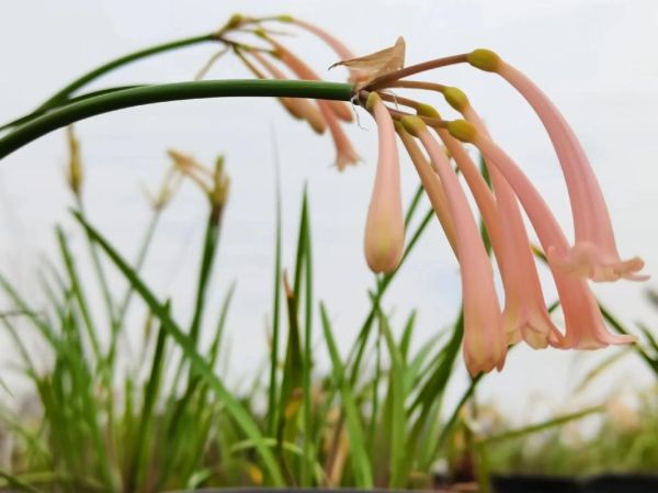 梦到火烧花是什么意思_梦见火烧花吉凶如何