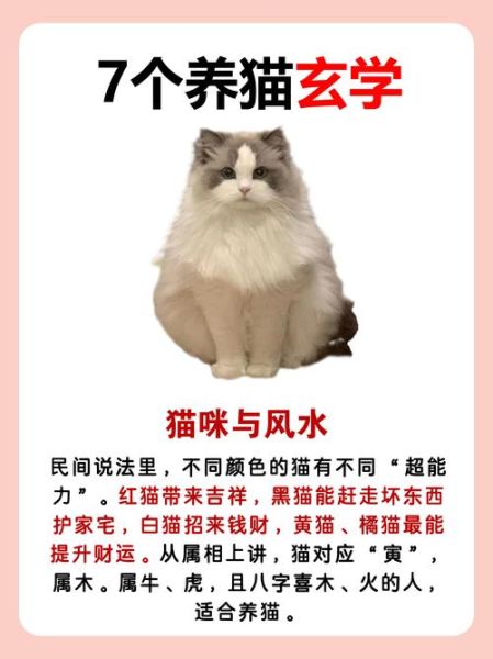 猫属相性格特点_猫年出生的人运势如何