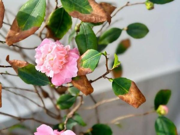 梦到花开是什么预兆_梦见花开代表什么