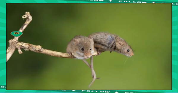 梦到耗子是什么意思_如何化解老鼠梦境