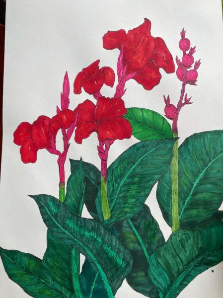 梦到美人蕉是什么意思_美人蕉在梦里暗示什么