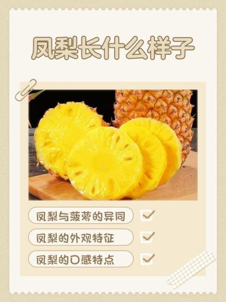 梦到凤梨是什么意思_凤梨梦境解析