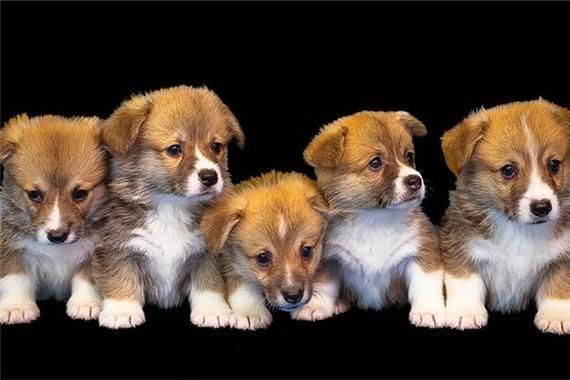 梦到好多小狗崽_周公解梦准吗