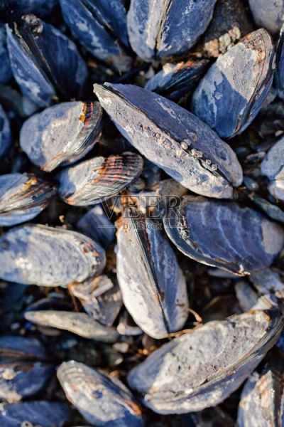 贻贝属什么_贻贝是贝类吗