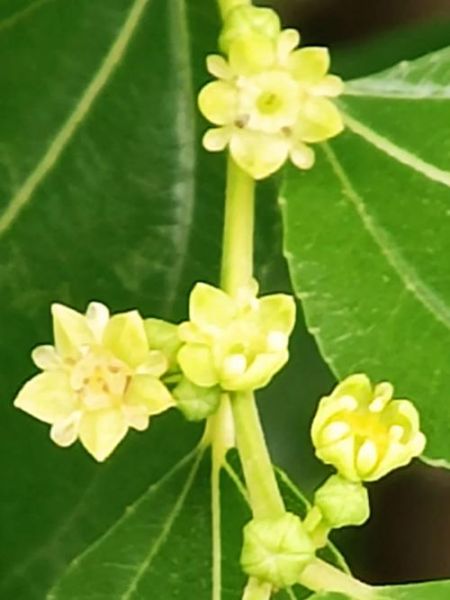 梦到枣树开花是什么意思_枣树开花梦境解析