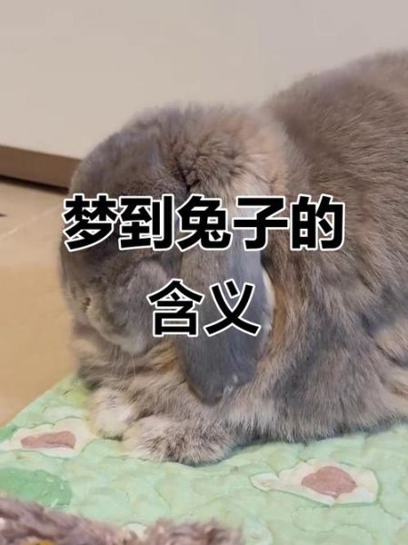 梦到白兔是什么意思_白兔梦境预示什么