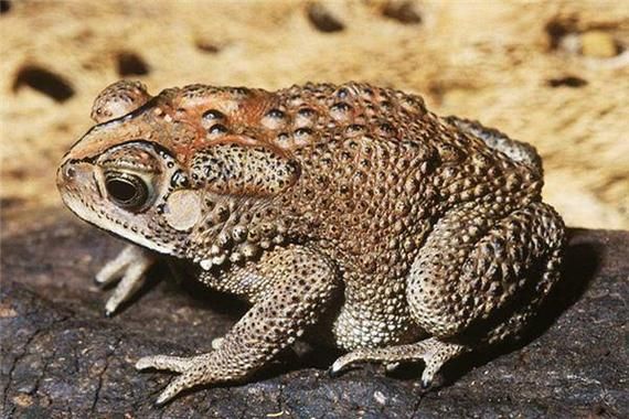 梦到青蛙是什么意思_梦见青蛙是吉兆吗