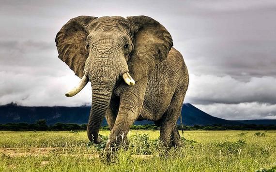 梦到被大象追赶是什么意思_如何化解