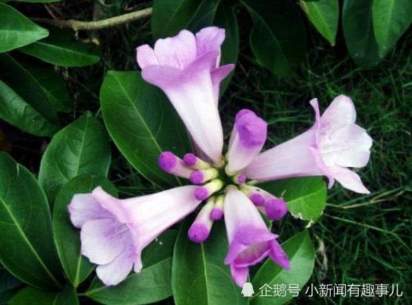 Julia Chen 2017年运势如何_事业感情财运全解析