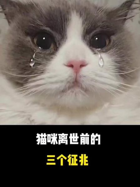 梦到猫死了又活了_预示什么