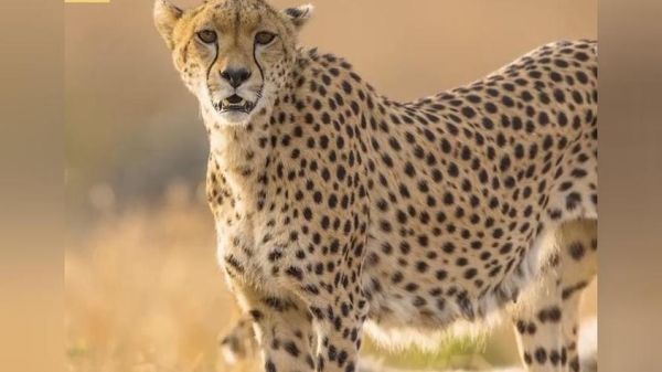 梦到豹子是什么预兆_梦见豹子攻击我怎么办