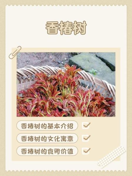 香椿树风水作用_香椿树招财吗