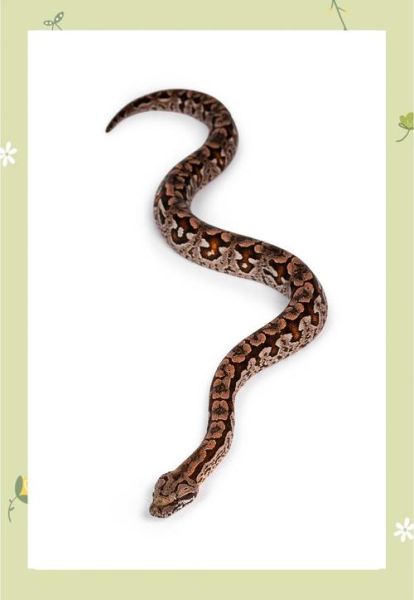 梦到蛇和血是什么意思_梦见蛇和血好不好