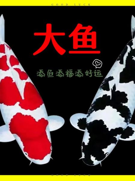 黑色锦鲤真的能招财吗_如何挑选旺财黑鲤