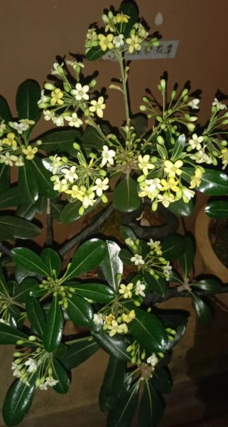 梦到花开了是什么意思_花开了预示什么