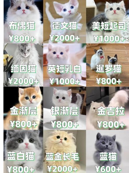 给猫取什么名字招财_狗狗旺财名字有哪些