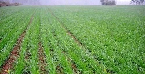 梦到除草是什么意思_梦见除草代表什么