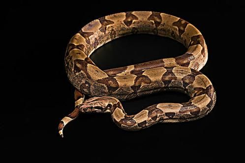 梦到黑色蟒蛇是什么意思_黑色蟒蛇梦境解析