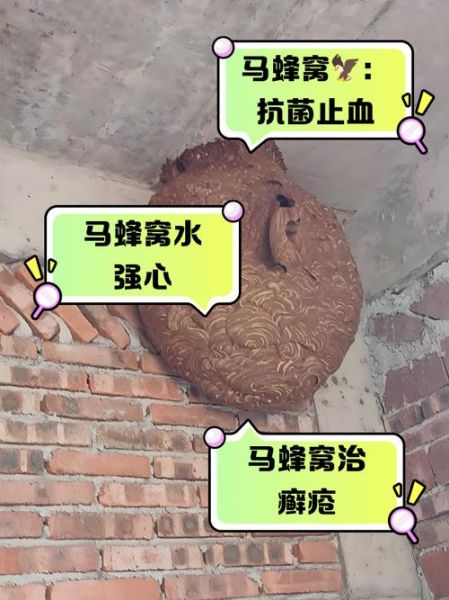 梦到蚂蜂窝是什么意思_梦见蚂蜂窝被捅了怎么办