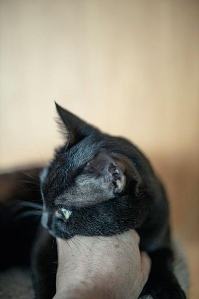 梦到被黑猫咬是什么意思_黑猫咬手预示什么