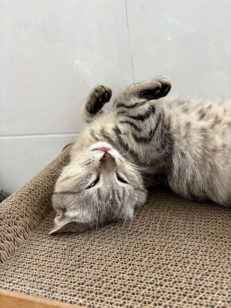 梦到白色门是什么意思_白色门在梦境中的象征