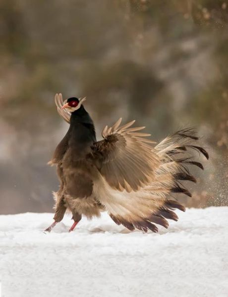 马和鸡属相合不合财_马鸡合作财运如何