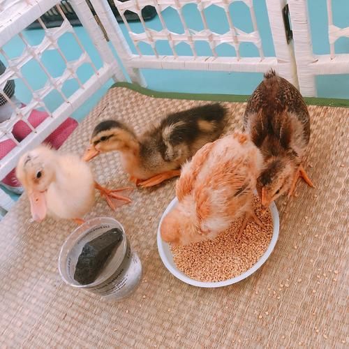 梦到浮小鸭是什么意思_浮小鸭梦境解析