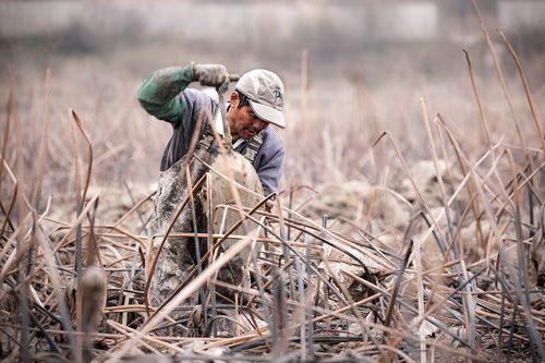 梦到挖莲藕是什么意思_挖莲藕梦境解析