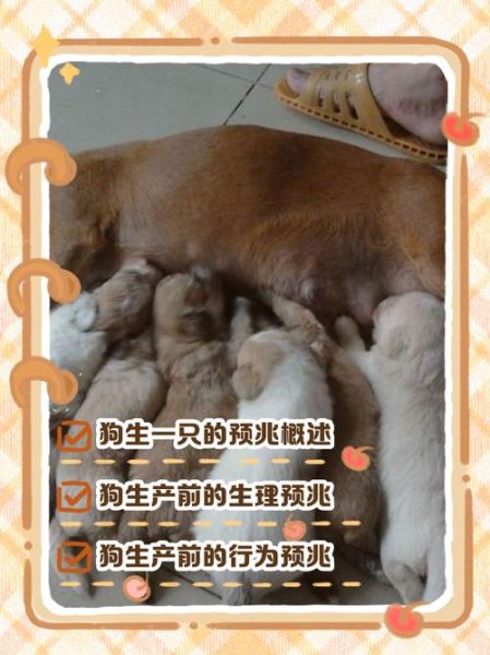 梦到狗狗生小狗是什么意思_梦见狗生小狗预示什么