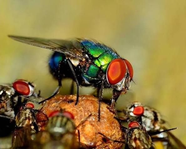 梦到抓苍蝇是什么意思_梦见抓苍蝇代表什么