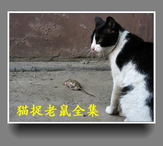 梦到猫捉老鼠是什么意思_猫抓老鼠梦境解析