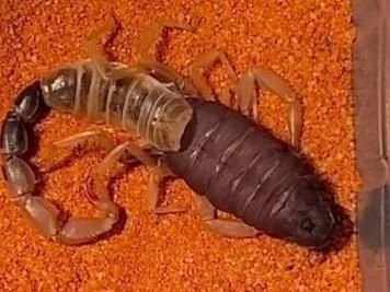 梦到蝎子是什么意思_梦见很多蝎子预示什么