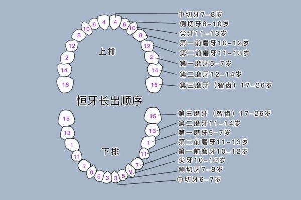 牙齿数目运势_牙齿多少颗影响命运吗