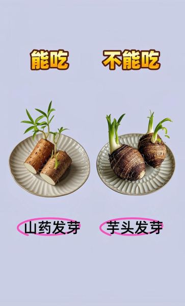 梦到菜发芽是什么意思_梦到菜发芽预示什么