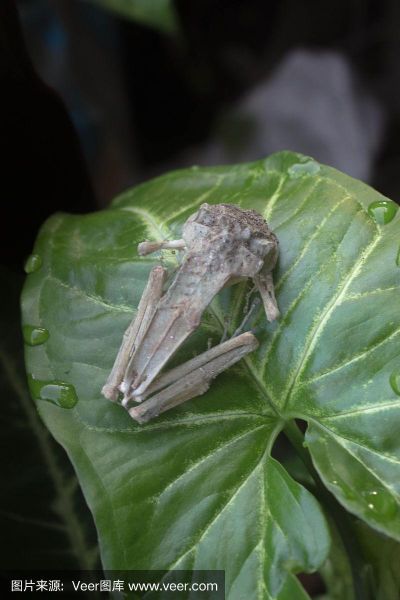 梦到青蛙死了是什么意思_青蛙死了预示什么