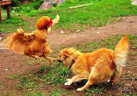 父子鸡狗属相合不合_鸡狗相冲如何化解